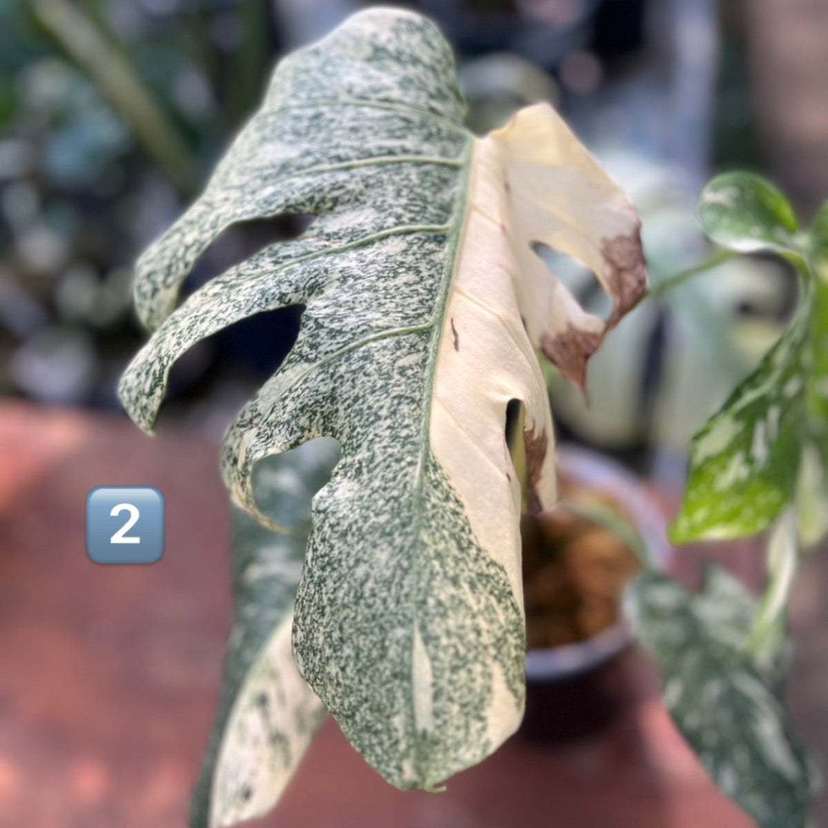 【希少】モンステラ・デリシオーサ　'タイコンステレーション【スターライト】'