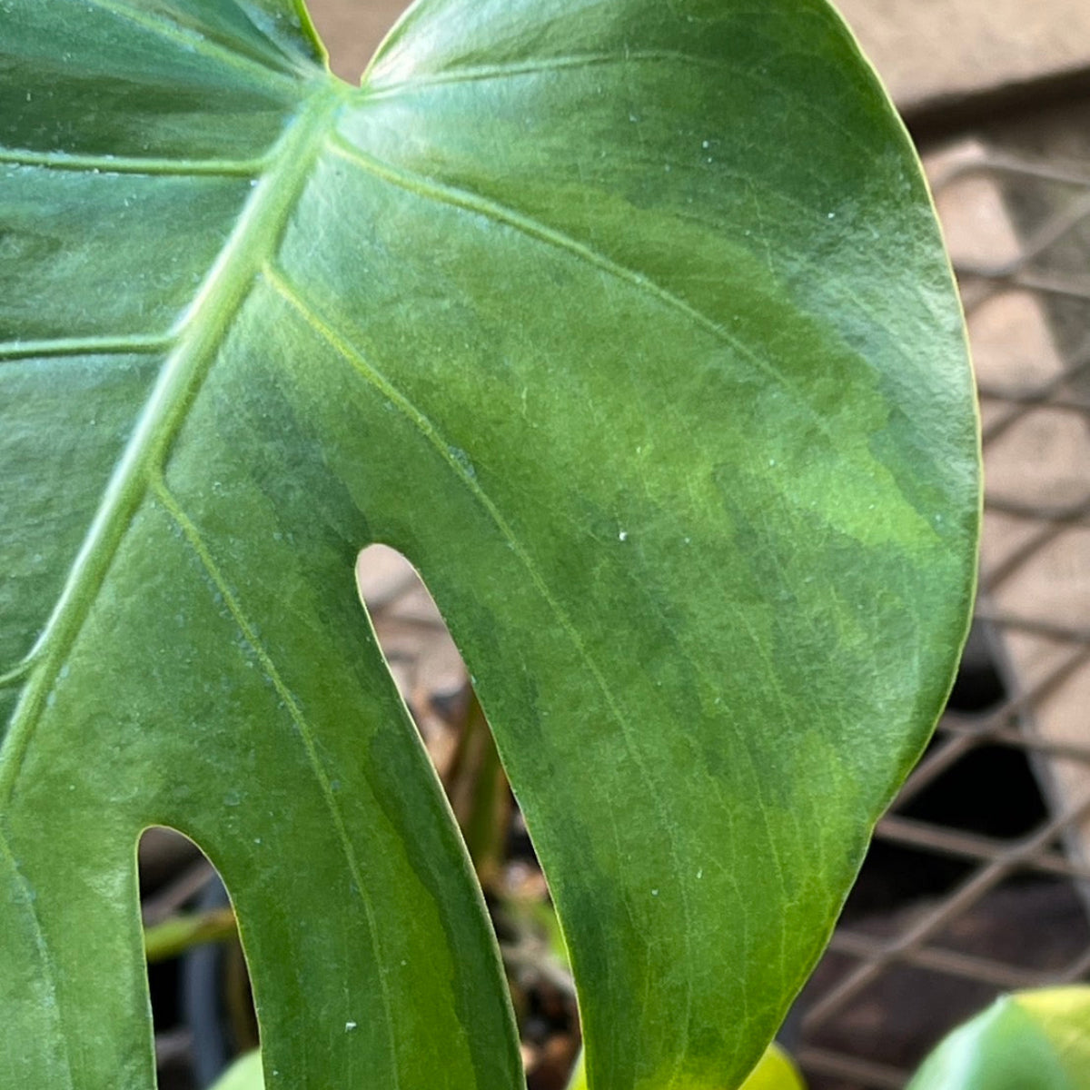 【選抜株】モンステラ　デリシオーサ 'グリーンオングリーン抹茶 斑入り'　