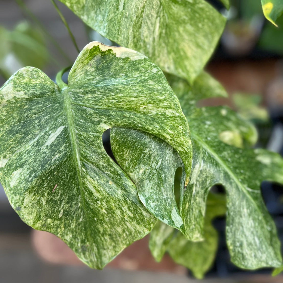 【コレクション】モンステラ　デリシオーサ 'タイコンステレーション プラチナム'