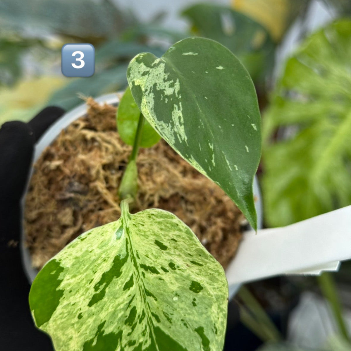 【希少/コレクション】モンステラ・デリシオーサ 'ベトシオーサ' TC苗順化済み