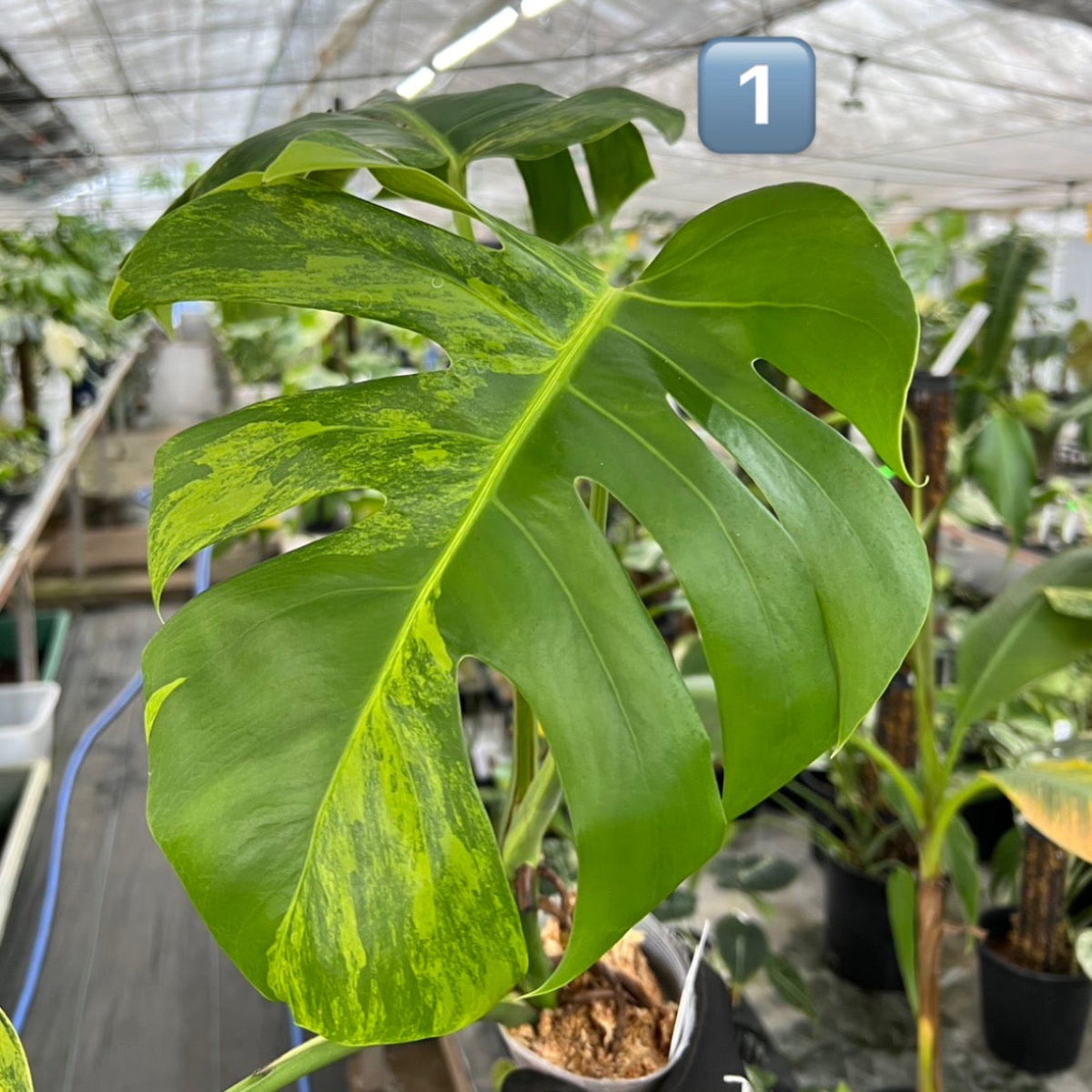 超希少なモンステラ デリシオーサ カメレオン 超希少なモンステラ デリシオーサ カメレオン