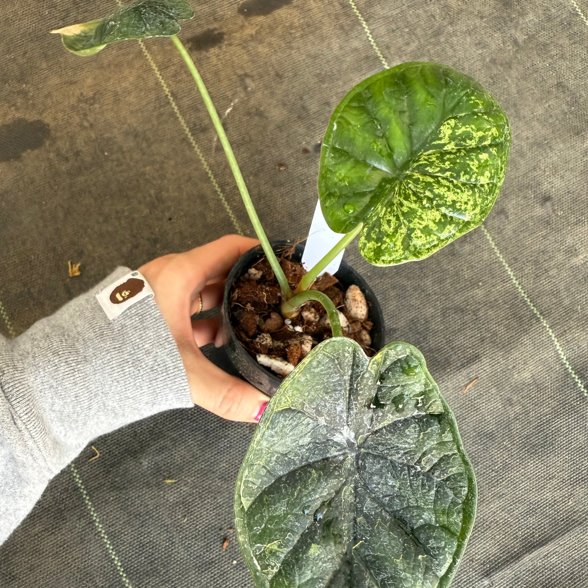 【シロウト園芸選抜】【希少】アロカシア 'ドラゴンスケール' ミント 3.5号　選択可能