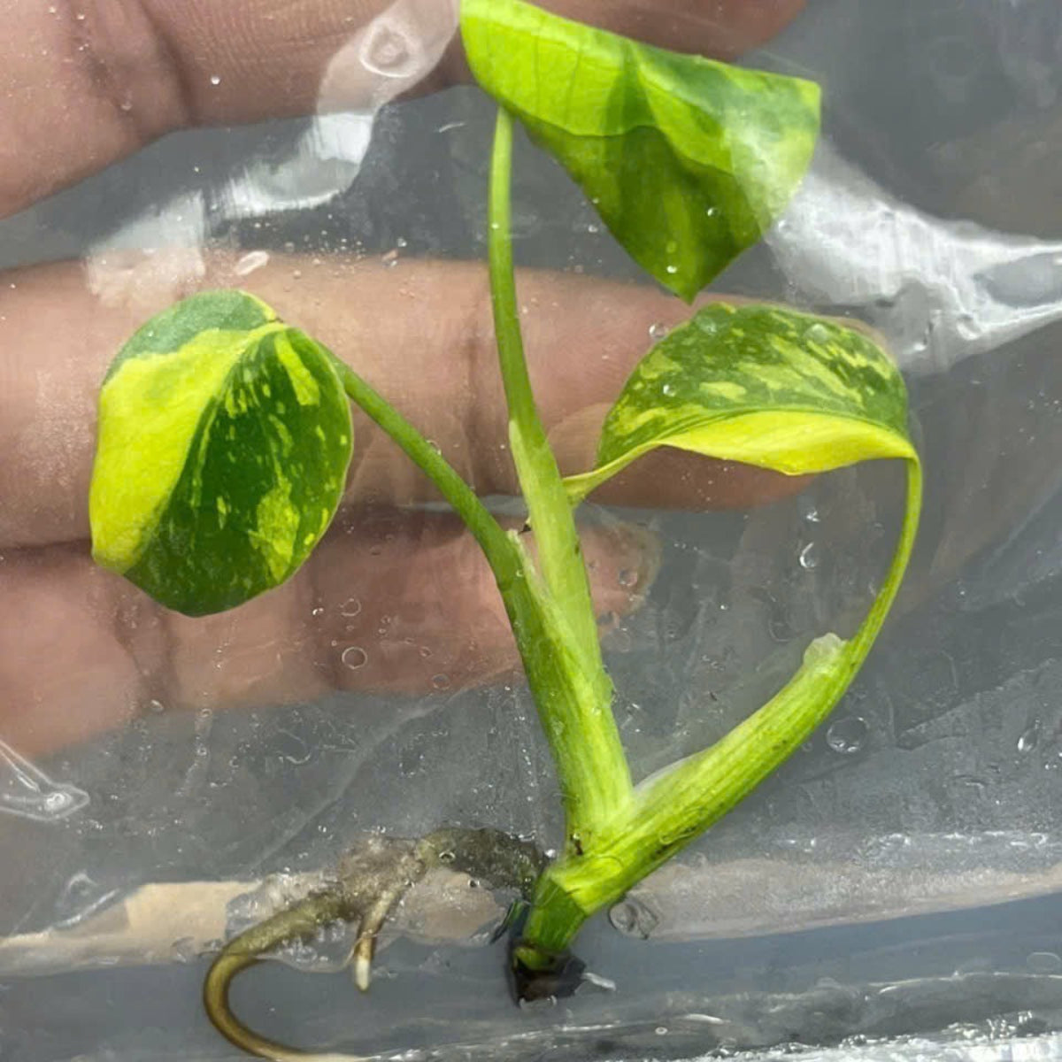 全植物一覧 – RARE PLANTS JAPAN (レアプランツジャパン)