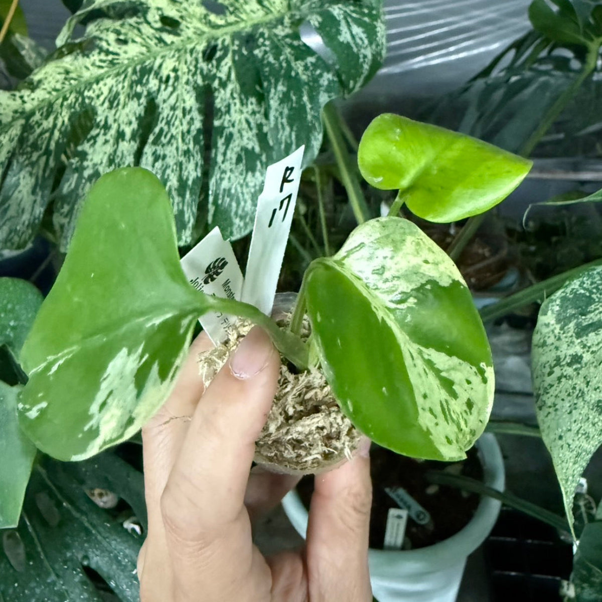 【選抜/コレクション】モンステラ・デリシオーサ 'ベトシオーサ'2号サイズ