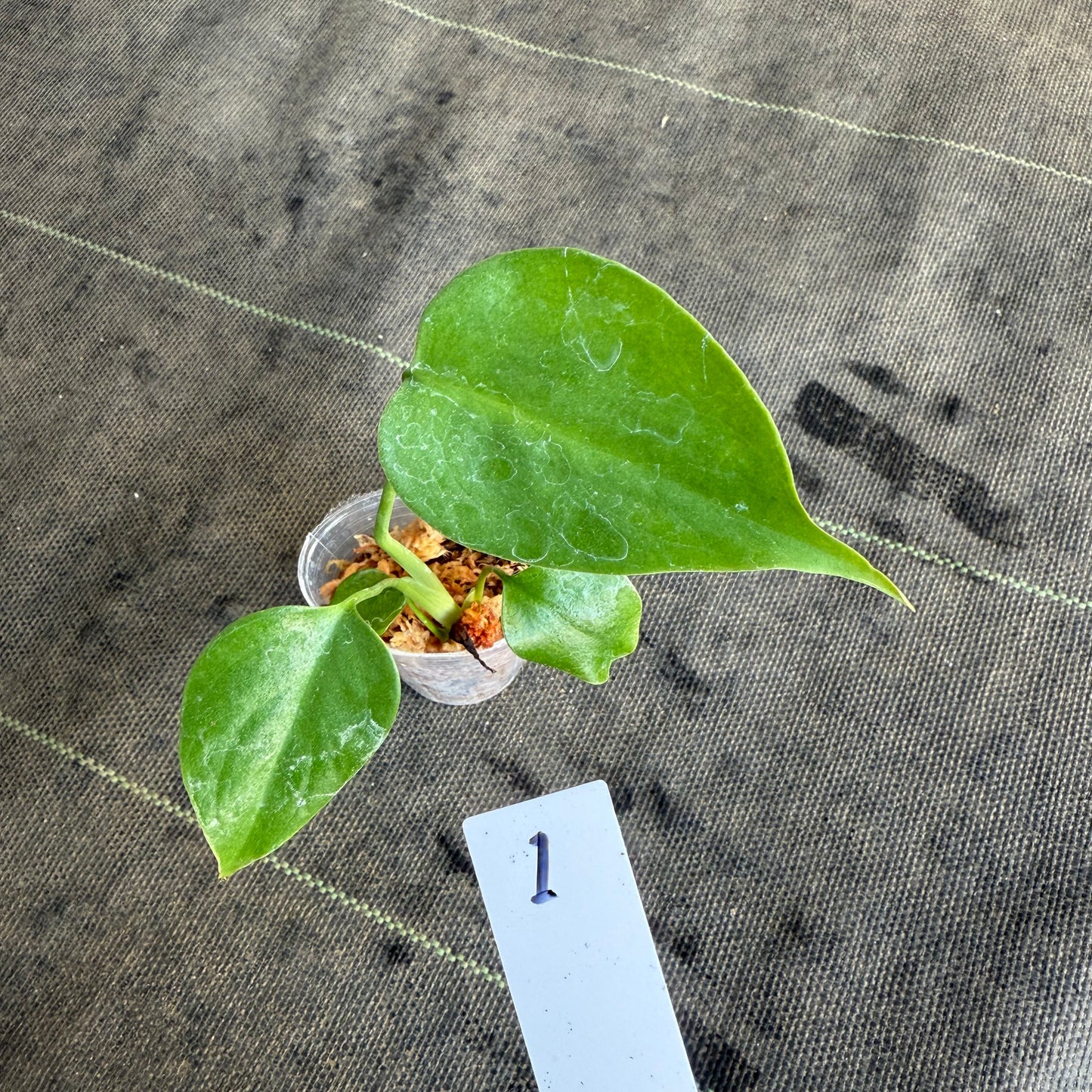 【希少/再入荷】モンステラ・デリシオーサ var.シエラナ 2号サイズ