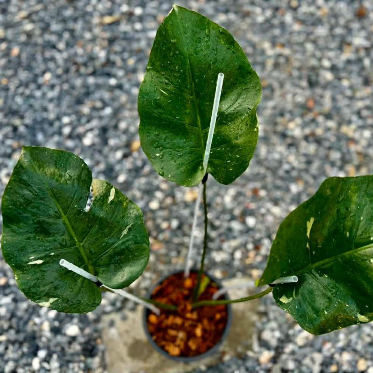 【Live販売】 50番　モンステラ・デリシオーサ NOID『008』