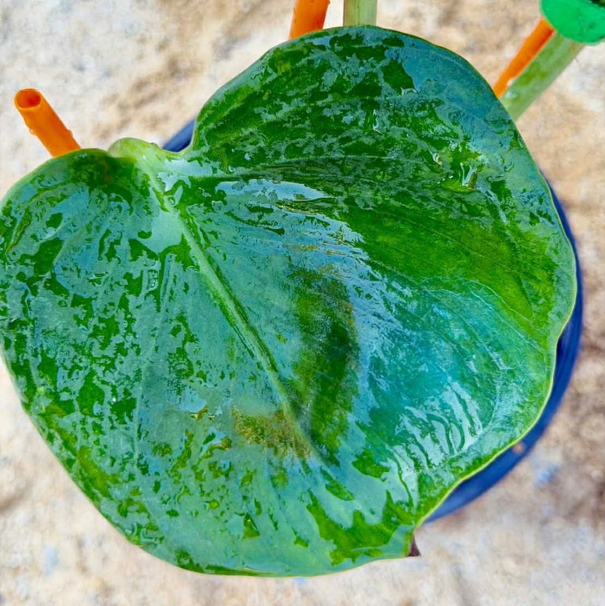 Live販売】 68番 モンステラ・デリシオーサ NOID『013』 – RARE PLANTS