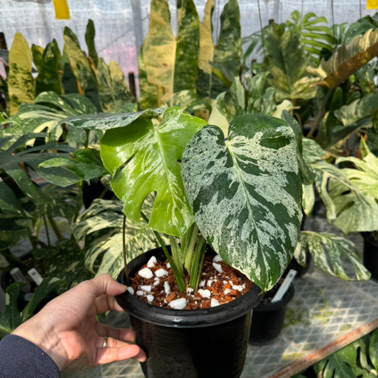 【コレクション】モンステラ・デリシオーサ 'ベトシオーサ'2号サイズ