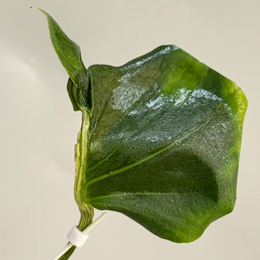 【タイナーセリー直売】モンステラ・デリシオーサ 'コントルタ'【送料着払い】【106】