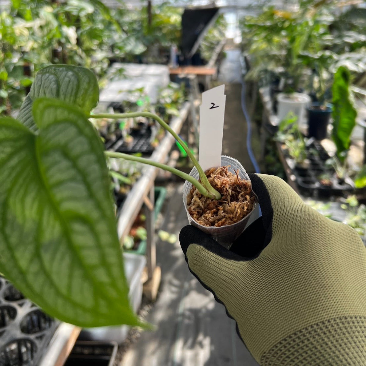 モンステラ シルテペカナ　2号　