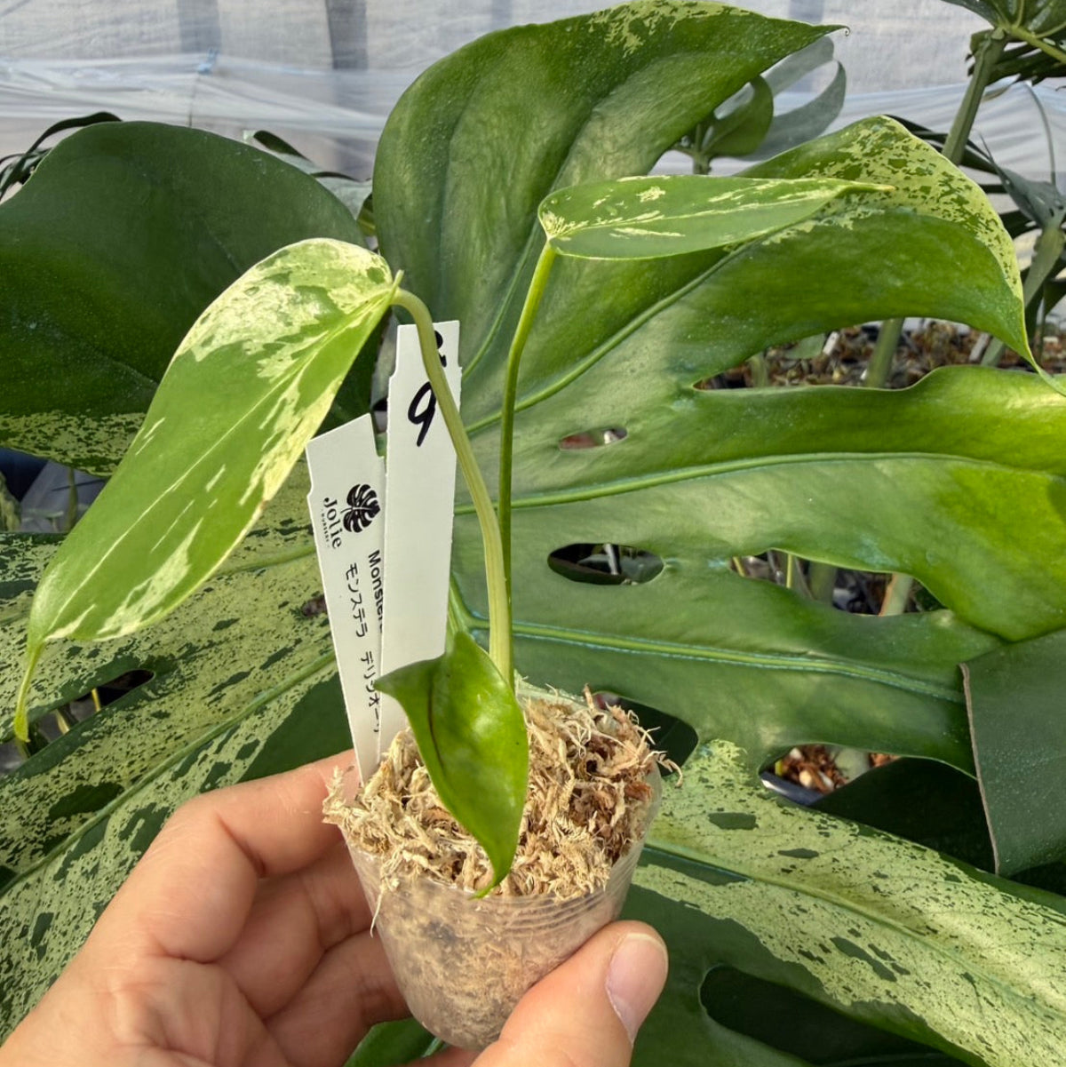 【コレクション】モンステラ・デリシオーサ 'ベトシオーサ'2号サイズ