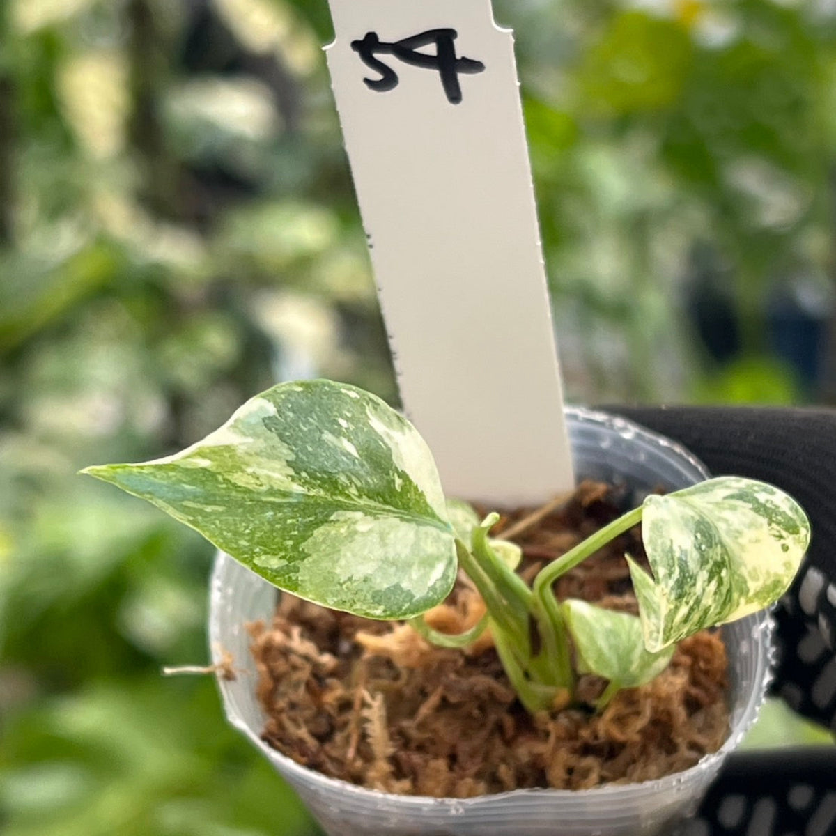 【シロウト園芸選抜株/2号サイズ】モンステラ・デリシオーサ　'タイコンステレーション'
