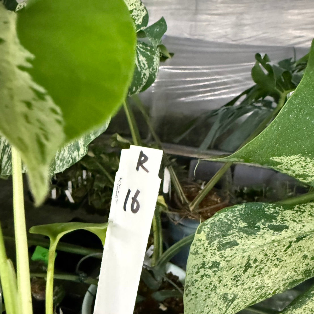 【選抜/コレクション】モンステラ・デリシオーサ 'ベトシオーサ'2号サイズ