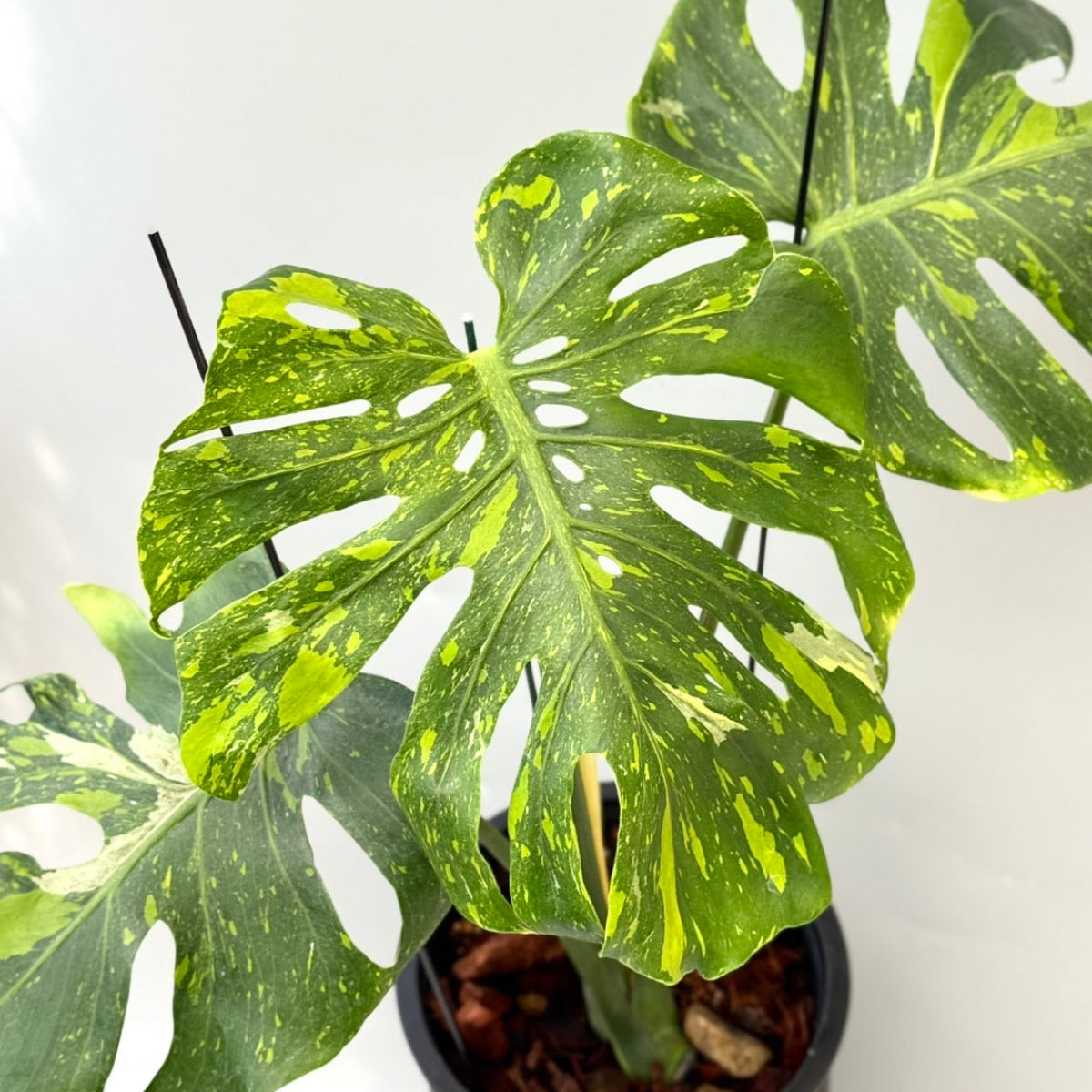 【予約販売7-449】モンステラ　デリシオーサ 'トンキーマ' 白斑入り