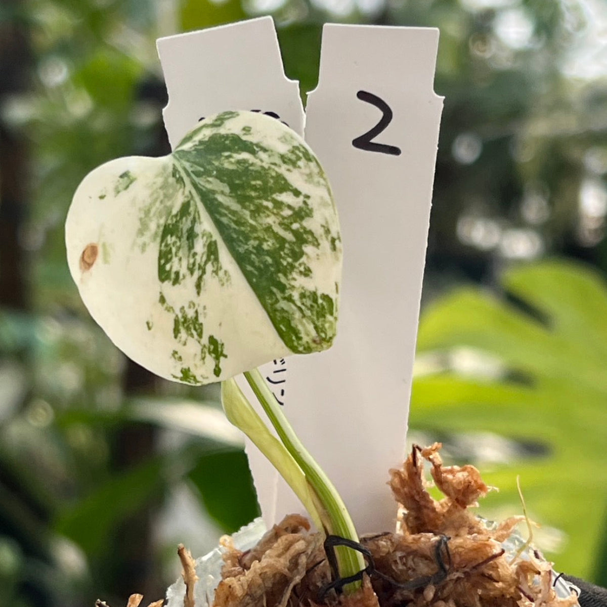 【限定2株/シロウト園芸選抜】モンステラ デリシオーサ  'ミント 斑入り'2号