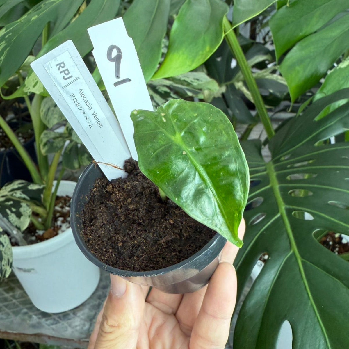 【希少】アロカシア 'ベノム(ヴェノム)' 順化済み