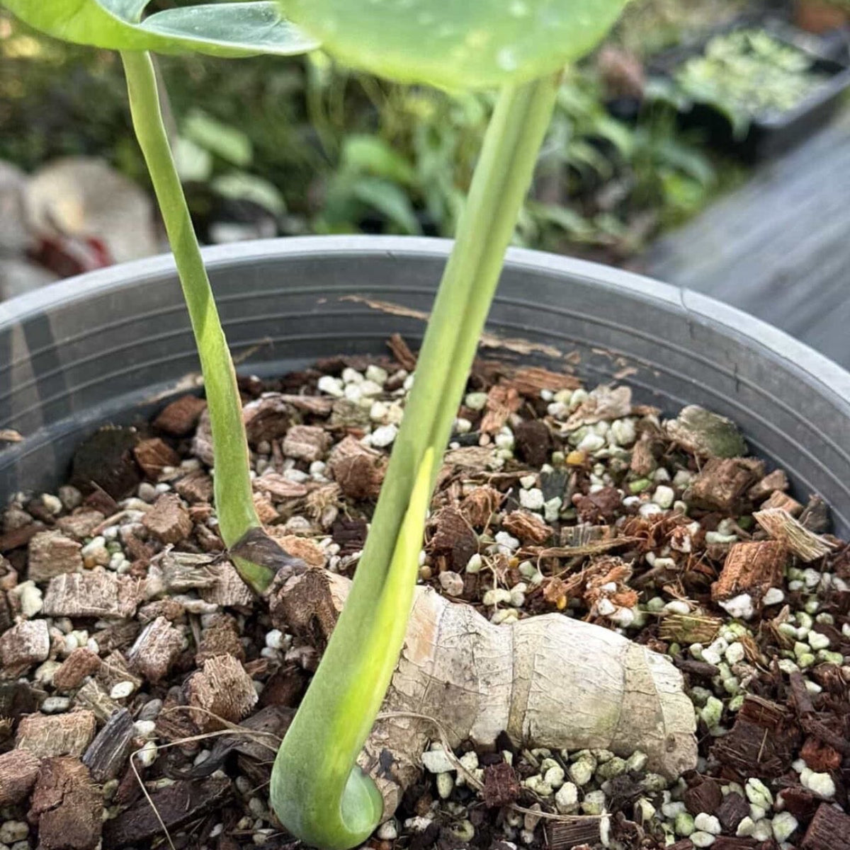 【Live販売】7番　モンステラ・デリシオーサ　'シルバーサンド'