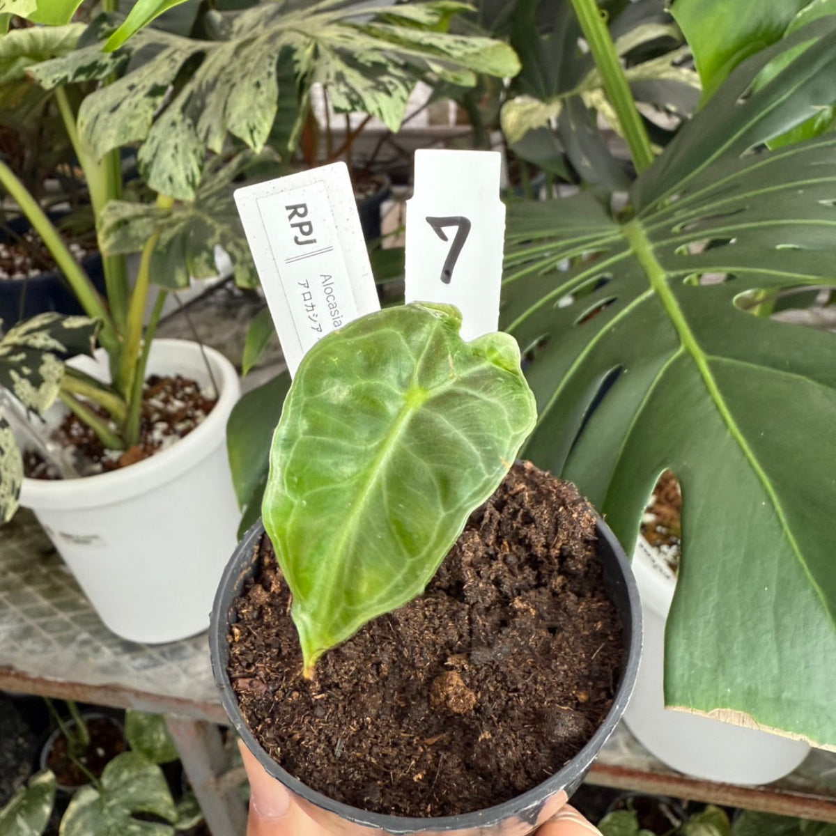 希少】アロカシア 'ベノム(ヴェノム)' 順化済み – RARE PLANTS JAPAN