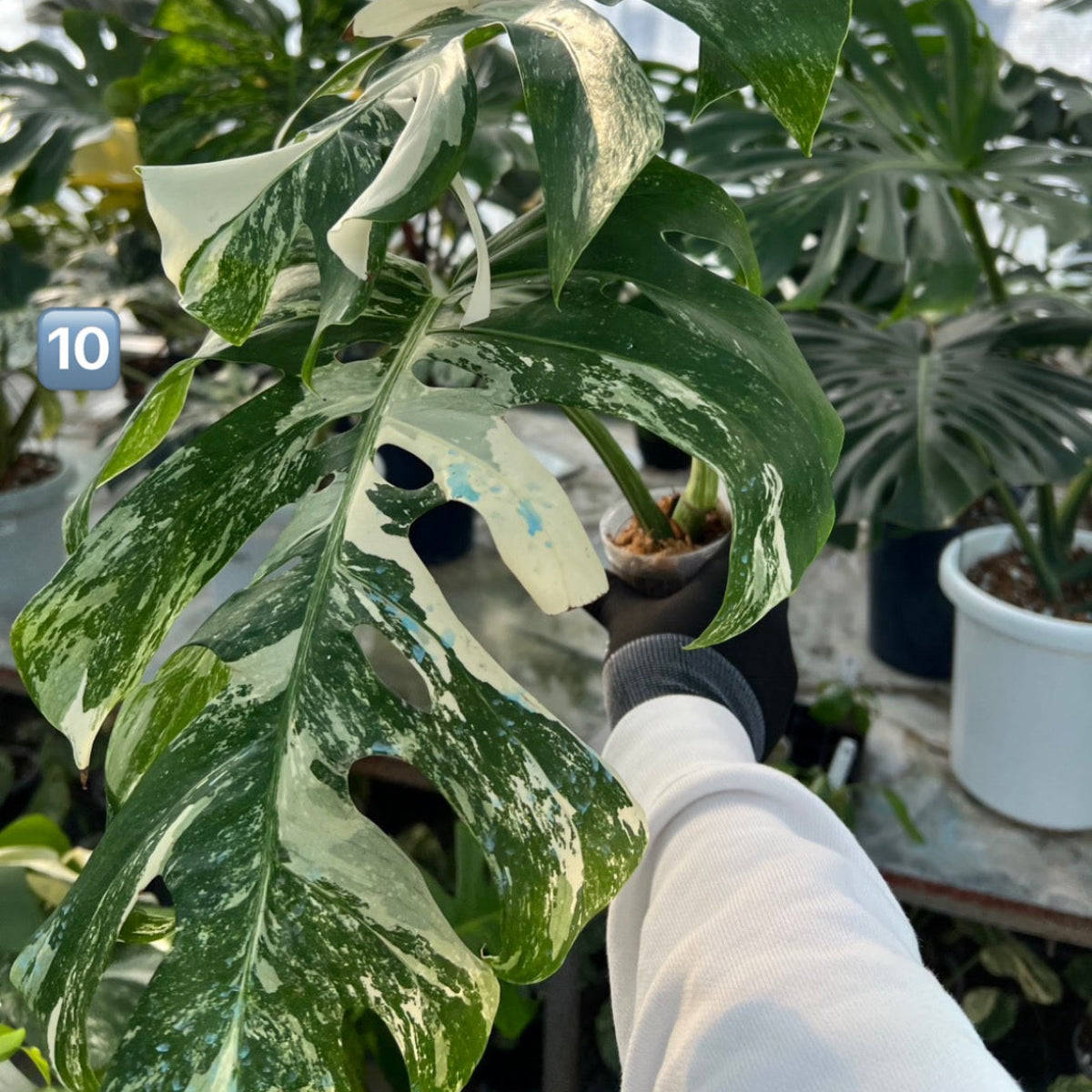 【選抜】モンステラ・デリシオーサ var.ボルシギアナ 'アルボ(ホワイトタイガー)'