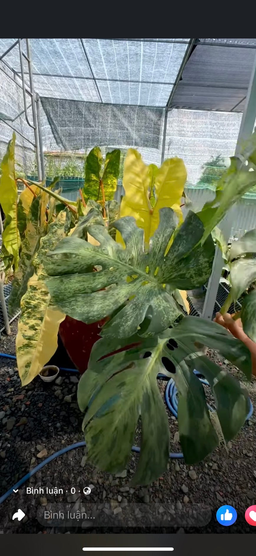 【３日間限定受付/予約販売】モンステラ・デリシオーサ 'ベトシオーサ'