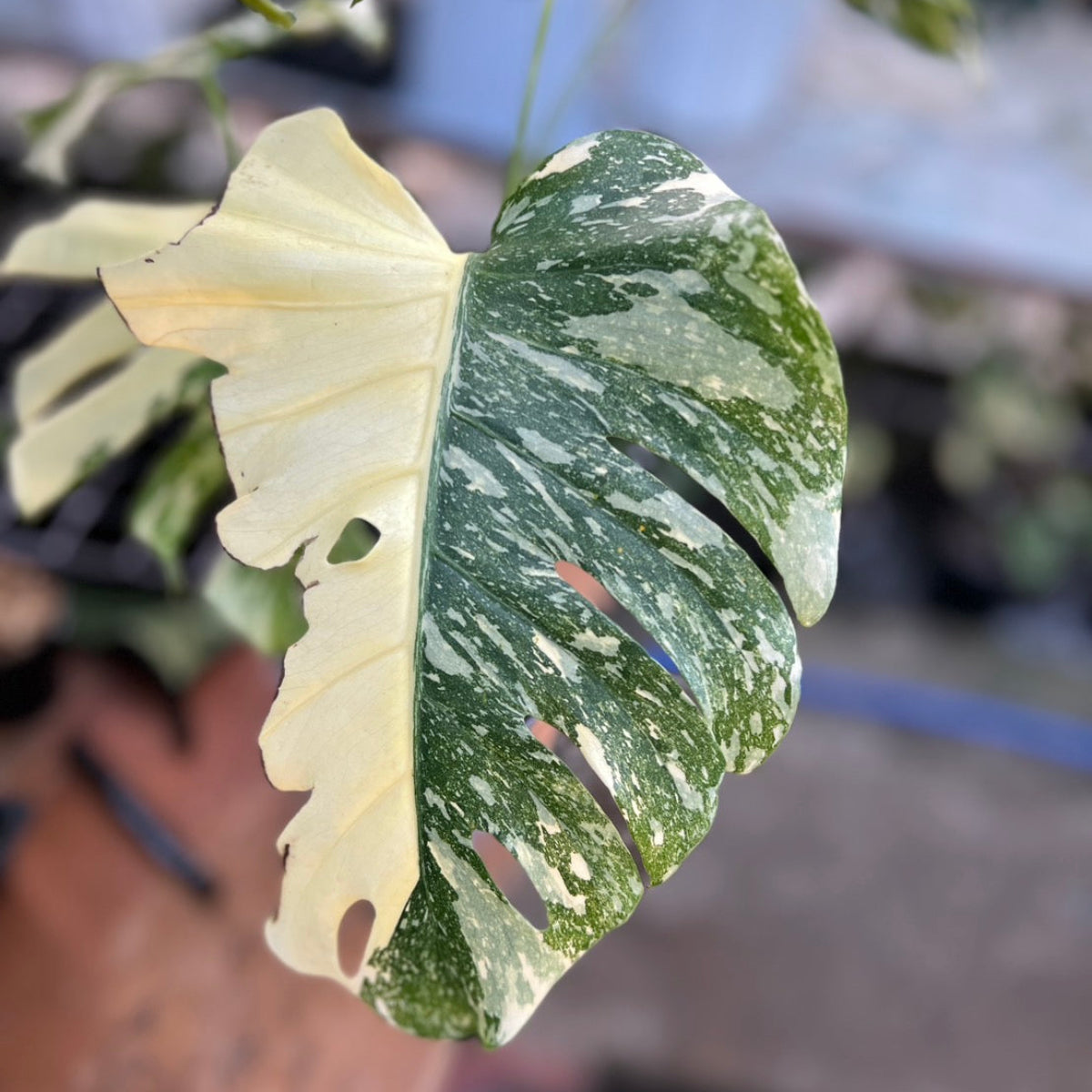 モンステラデリシオーサ タイコンステレーション クリームブリュレ