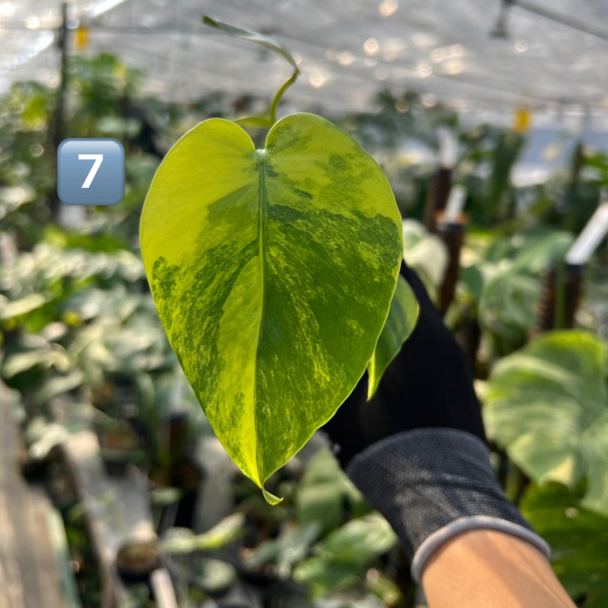 【選抜株】モンステラ・デリシオーサ 'イエローマリリン' 3号