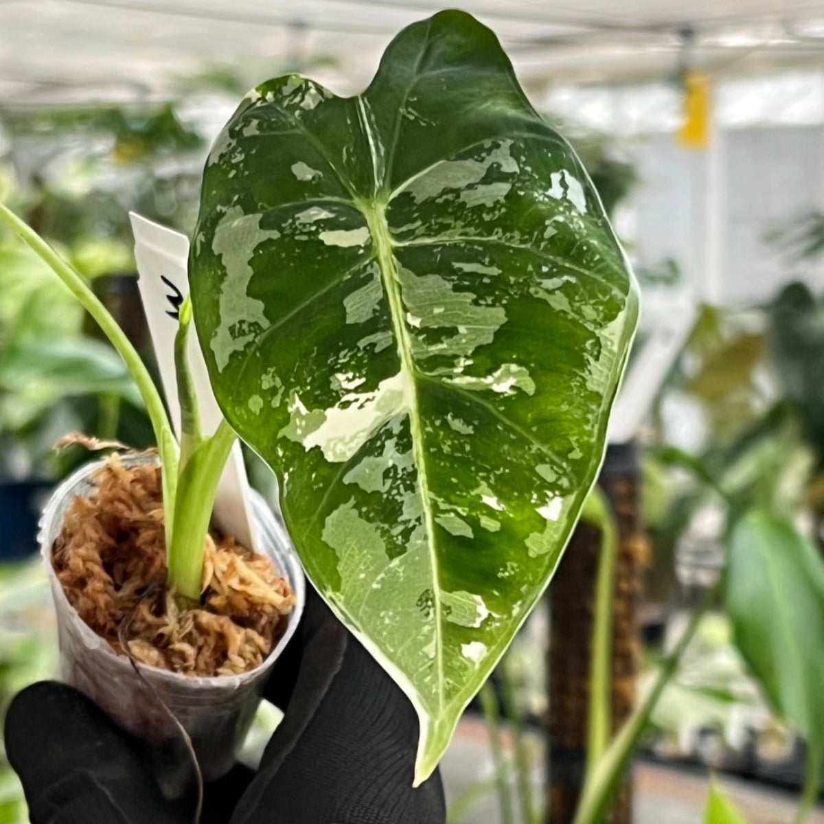 アロカシア フライデック 'グリーンベルベット バリエガータ