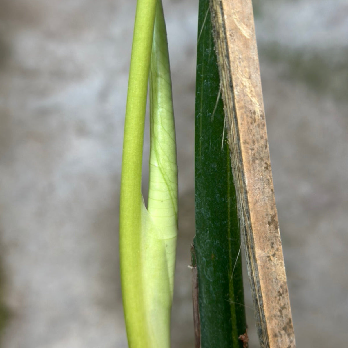 【Live販売】 73番　モンステラ・デリシオーサ 'グリーンマッチャ'