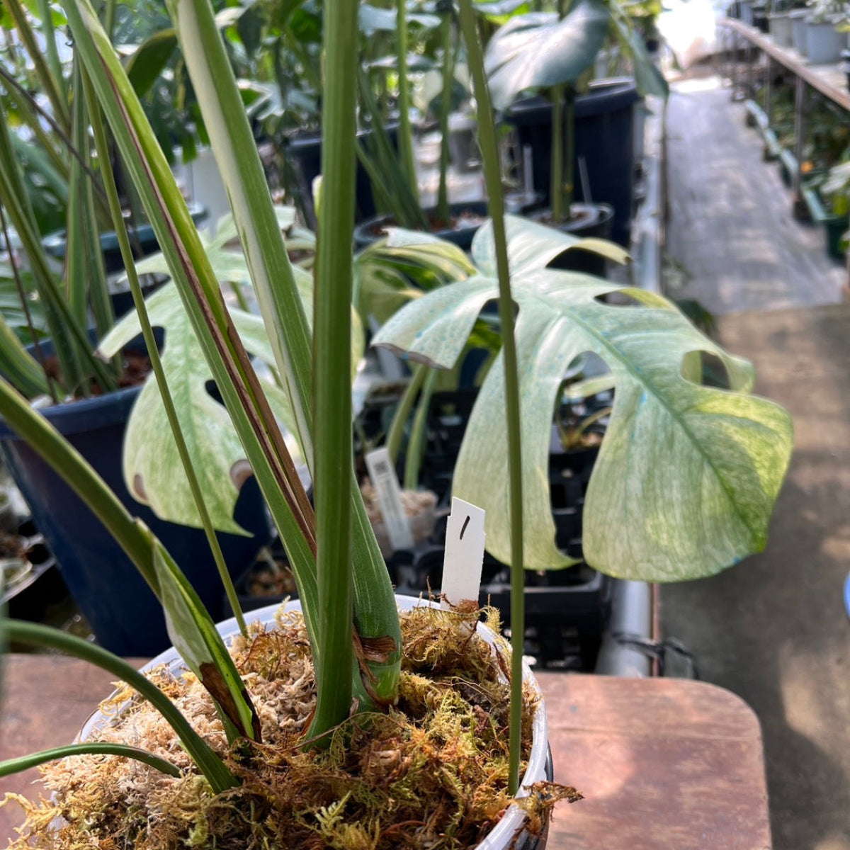 希少】モンステラ・デリシオーサ 'タイコンステレーション【スター