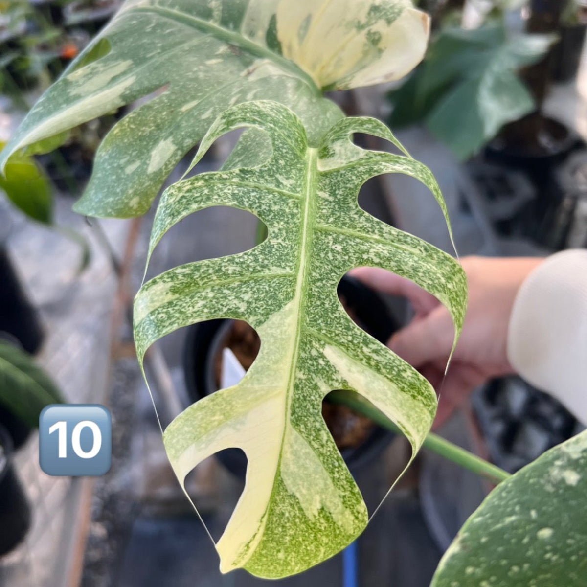 【コレクション/希少】モンステラ　デリシオーサ 'スターライト'