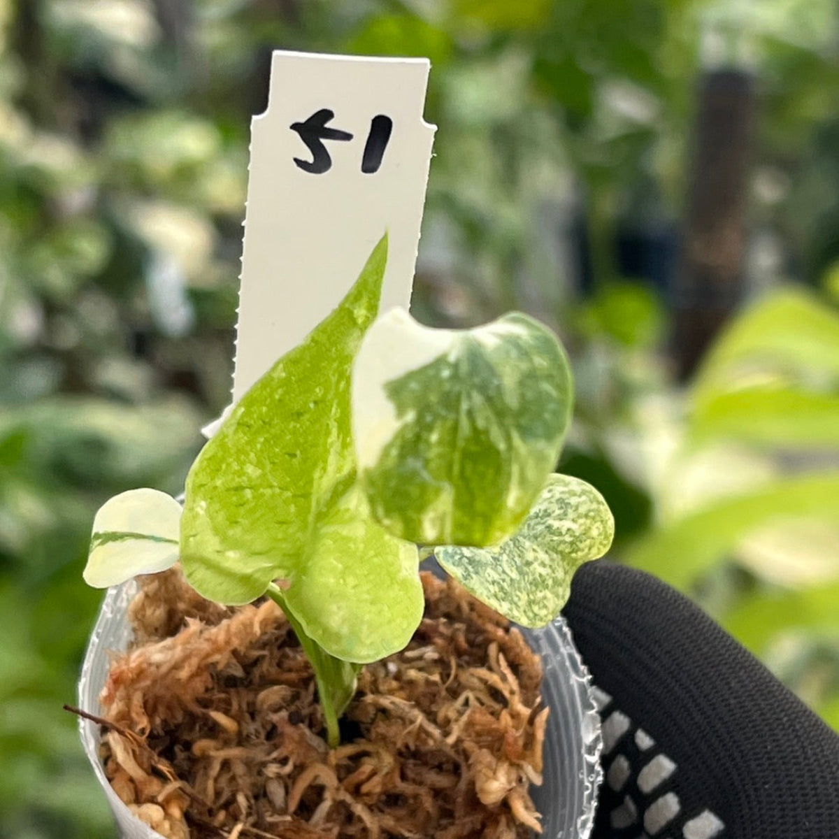 シロウト園芸選抜株/2号サイズ】モンステラ・デリシオーサ 'タイ