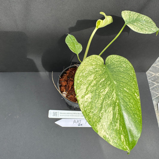 50%OFF【選抜株】モンステラ・デリシオーサ 'ホワイトモンスター' 3.5号サイズ