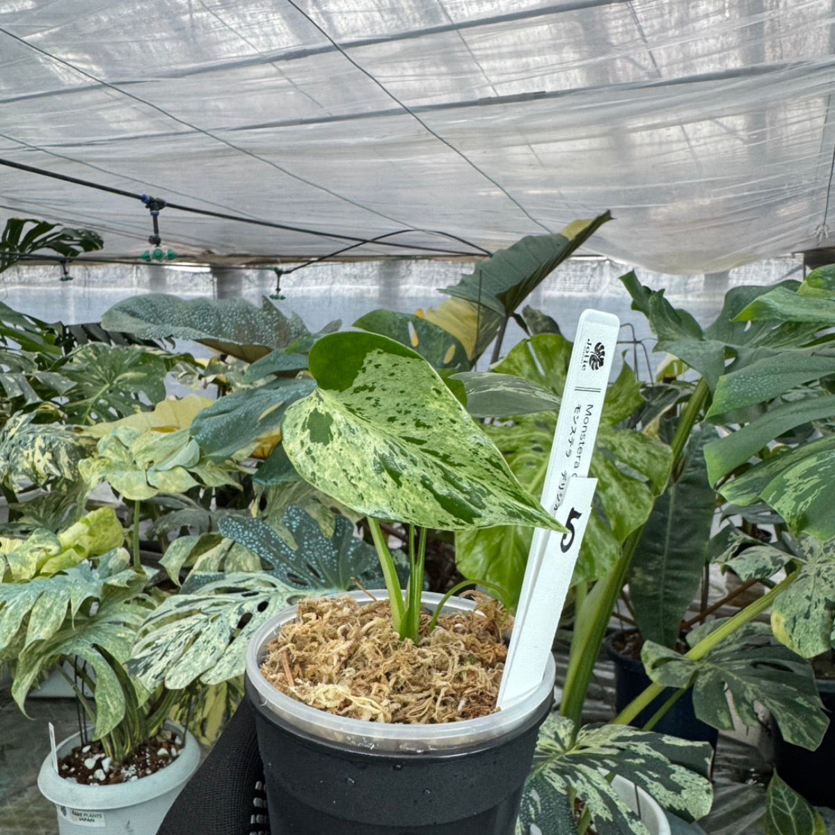 【希少/コレクション】モンステラ・デリシオーサ 'ベトシオーサ' TC苗順化済み