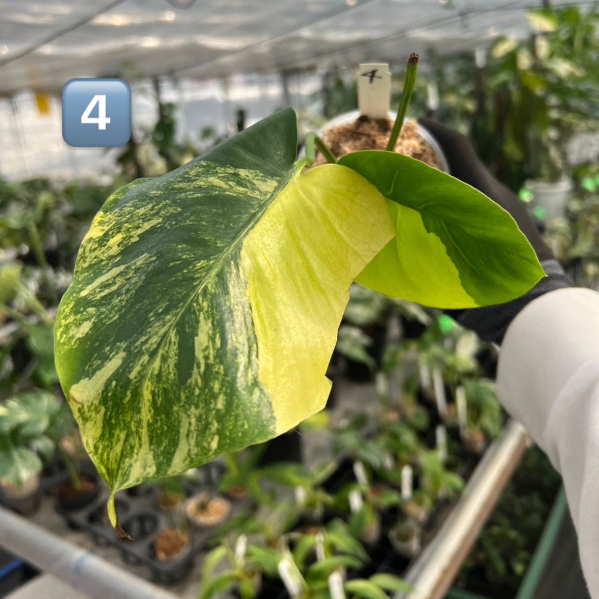 【初出品/コレクション】モンステラ デリシオーサ 'ポンポン'