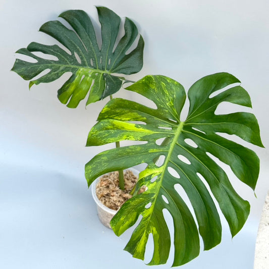 【タイナーセリー直売】 025番　モンステラ・デリシオーサ 'NOID from seed'101【送料着払い】