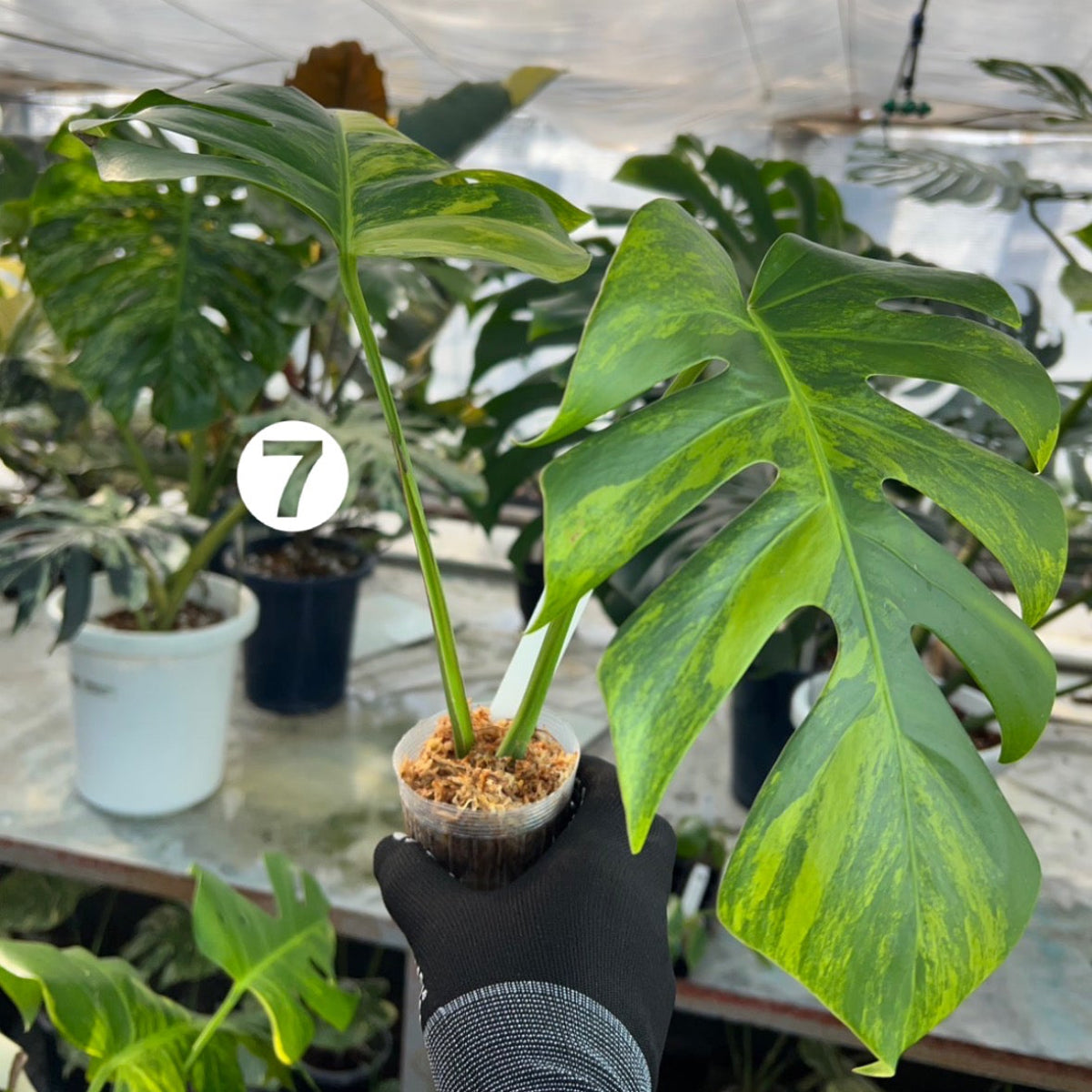 【選抜】モンステラ・デリシオーサ var. ボルシギア 'オーレア'