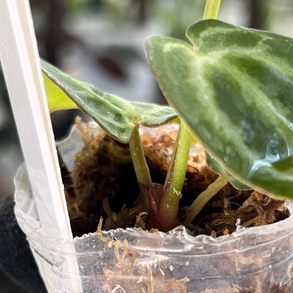 【選択可能】【選抜】アンスリウム Anthurium (magnificum × ‘Black Velvet’) × crystallinum × ‘Michelle’ F3