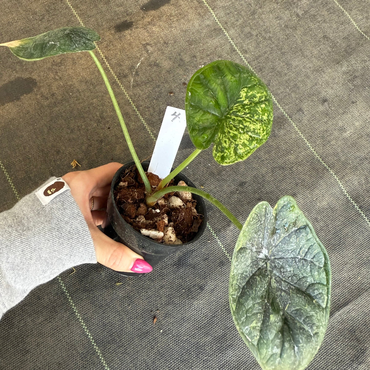 【シロウト園芸選抜】【希少】アロカシア 'ドラゴンスケール' ミント 3.5号　選択可能