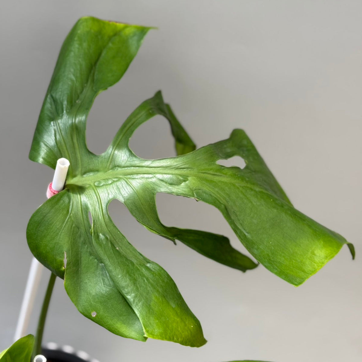 全植物一覧 – RARE PLANTS JAPAN (レアプランツジャパン)