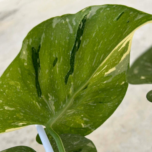 【タイナーセリー直売】 89番　モンステラ・デリシオーサ 'メデューサ' 3リーフ