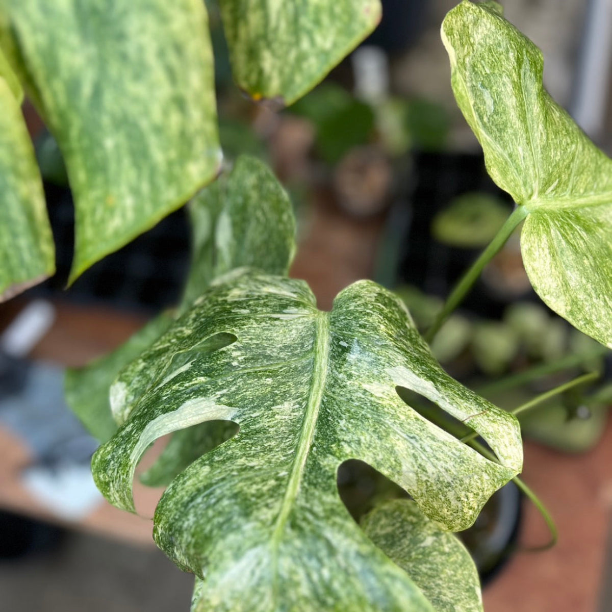 コレクション】モンステラ デリシオーサ 'タイコンステレーション