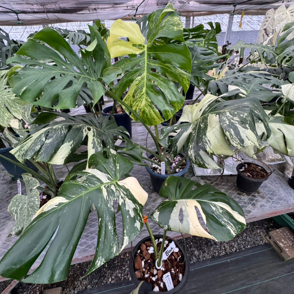 日本初?/激レア】モンステラ デリシオーサ 'ブルーミント' – RARE