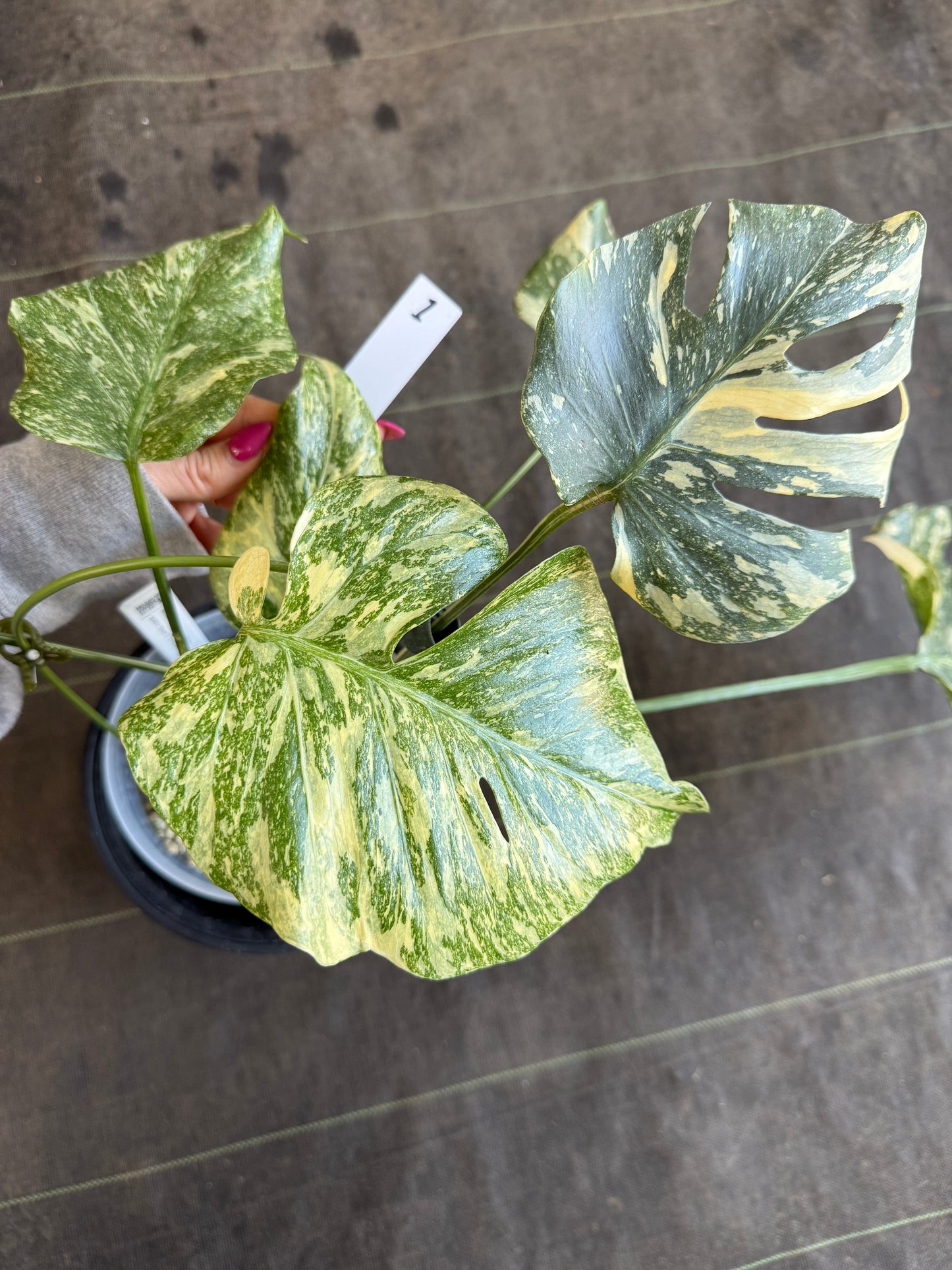 【2芽有り】モンステラ デリシオーサ  'タイコンステレーション クリームブリュレ'