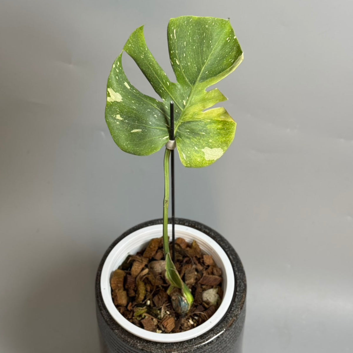 全植物一覧 – RARE PLANTS JAPAN (レアプランツジャパン)