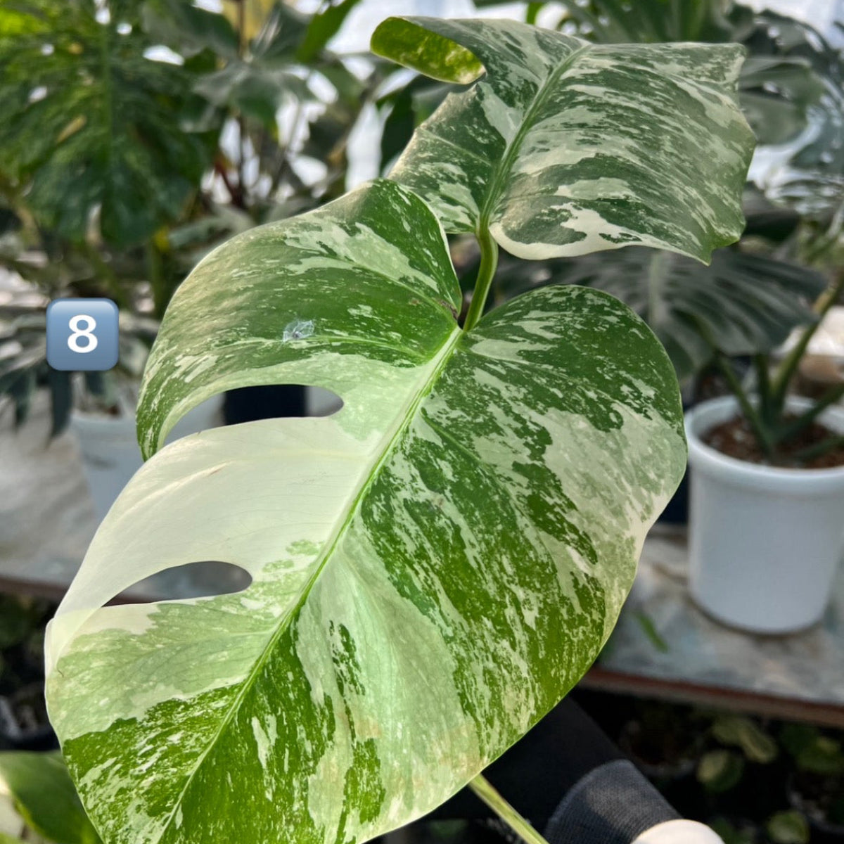 【選抜】モンステラ・デリシオーサ var.ボルシギアナ 'アルボ(ホワイトタイガー)'