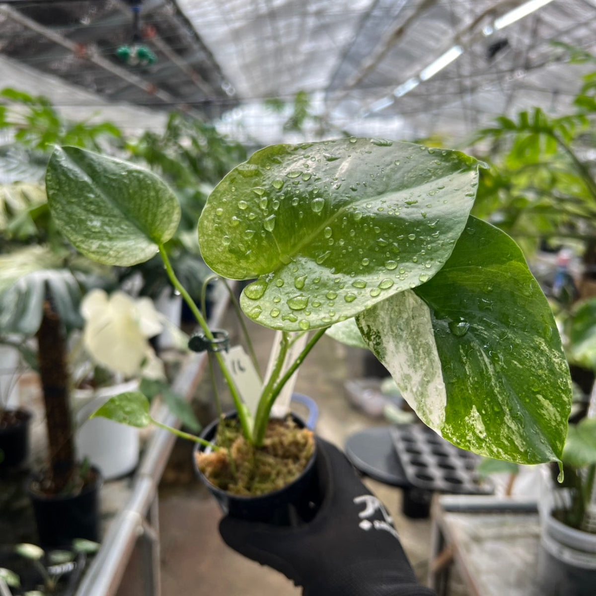 選択可能】【コレクション】モンステラ デリシオーサ 'ミント トリ