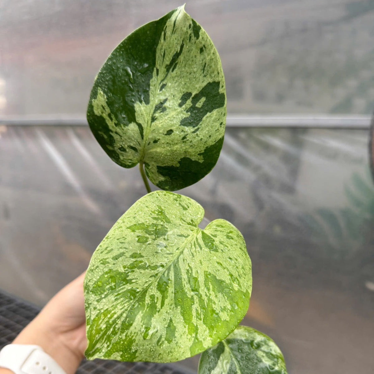 【３日間限定受付/予約販売】モンステラ・デリシオーサ 'ベトシオーサ'