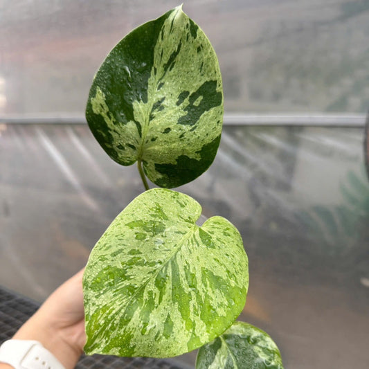 【３日間限定受付/予約販売】モンステラ・デリシオーサ 'ベトシオーサ'