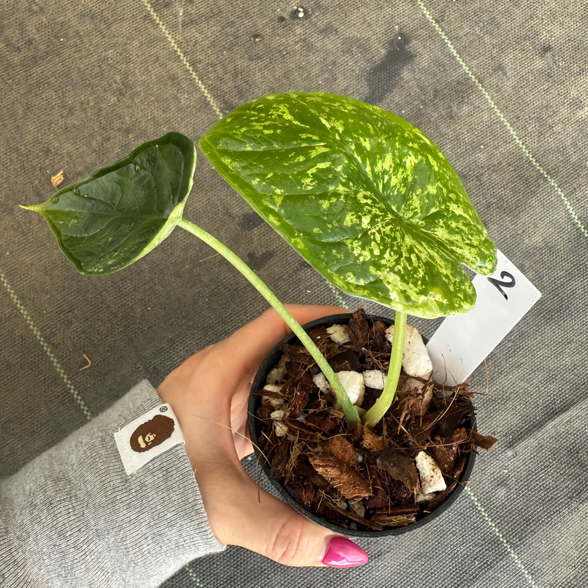 【シロウト園芸選抜】【希少】アロカシア 'ドラゴンスケール' ミント 3.5号　選択可能