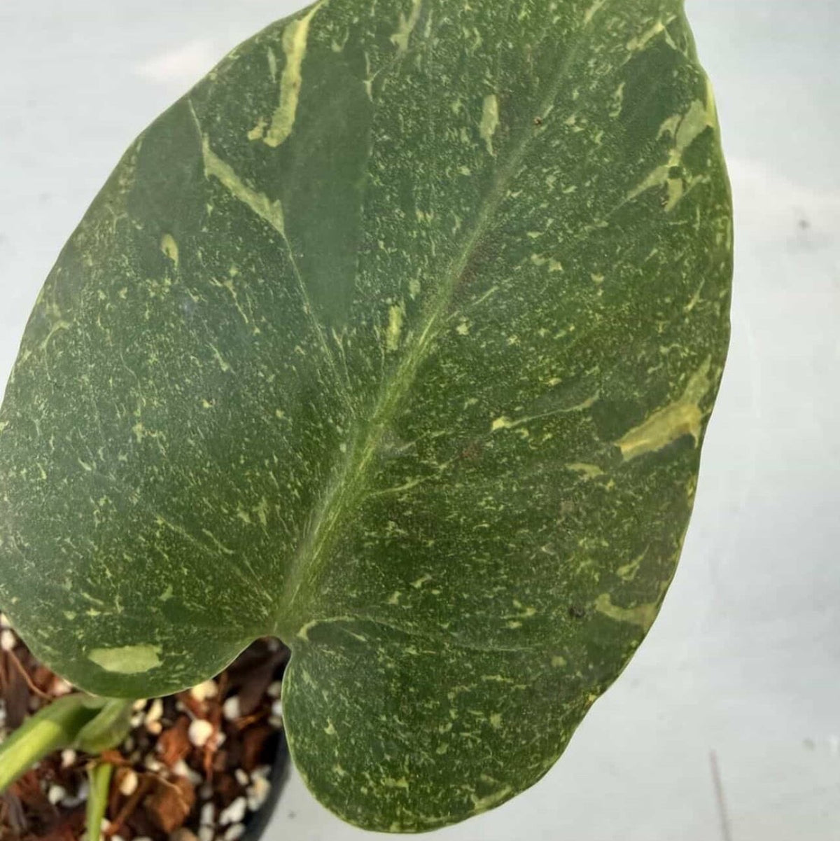 【Live販売】 9番　モンステラ・デリシオーサ　'サンダーボルト'